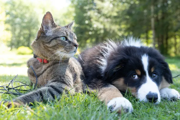Katze und Hund